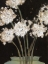 Picture of DANDY LIONS I