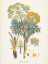 Picture of SAFFRON BOTANICALS I