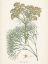 Picture of SAFFRON BOTANICALS III