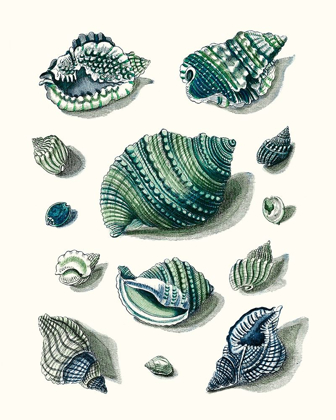 Picture of CELADON SHELLS II
