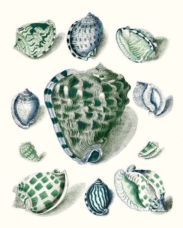 Picture of CELADON SHELLS III