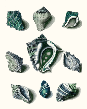 Picture of CELADON SHELLS IV