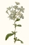 Picture of SOFT BLUE BOTANICALS VII