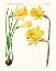 Picture of BRIGHT BOTANICALS I