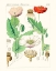 Picture of BRIGHT BOTANICALS II