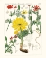 Picture of BRIGHT BOTANICALS IV