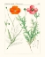 Picture of BRIGHT BOTANICALS IX