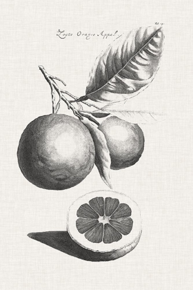 Picture of ANTIQUE LEMONS AND ORANGES II