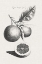 Picture of ANTIQUE LEMONS AND ORANGES II