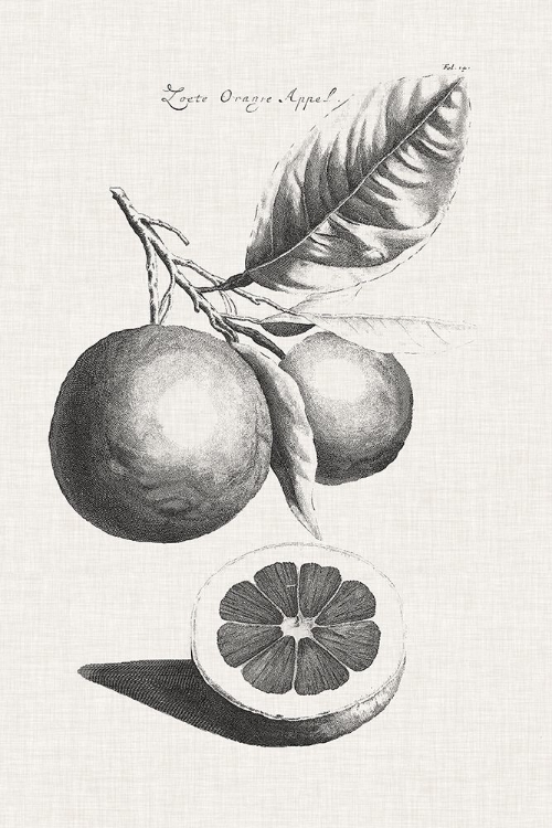 Picture of ANTIQUE LEMONS AND ORANGES II