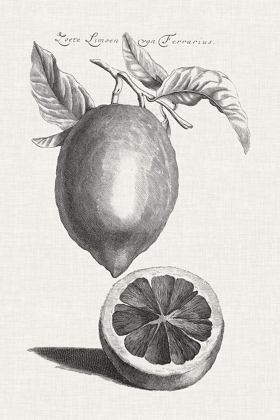 Picture of ANTIQUE LEMONS AND ORANGES III
