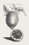 Picture of ANTIQUE LEMONS AND ORANGES III
