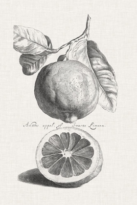 Picture of ANTIQUE LEMONS AND ORANGES IV
