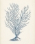 Picture of ANTIQUE CORAL COLLECTION II