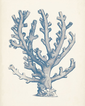 Picture of ANTIQUE CORAL COLLECTION VI