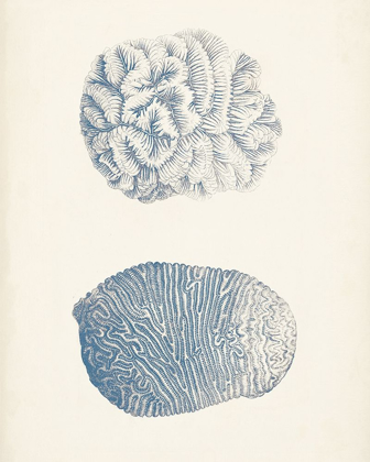 Picture of ANTIQUE CORAL COLLECTION VII