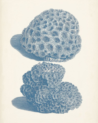 Picture of ANTIQUE CORAL COLLECTION VIII