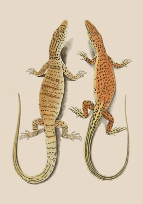 Picture of ANTIQUE LIZARDS I