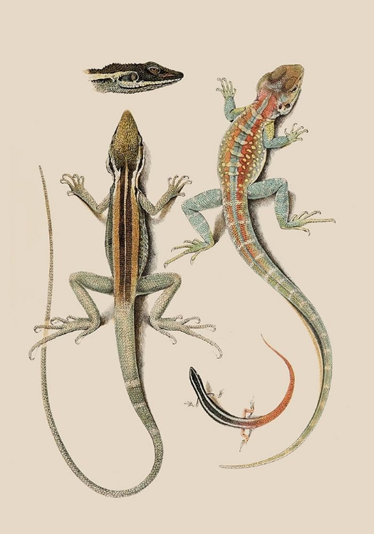 Picture of ANTIQUE LIZARDS II