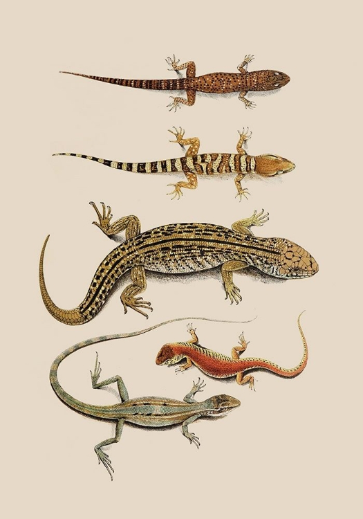 Picture of ANTIQUE LIZARDS III