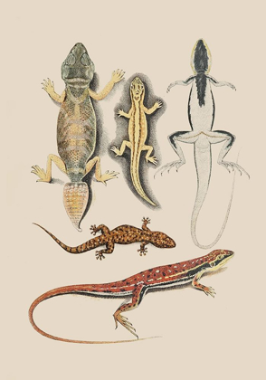 Picture of ANTIQUE LIZARDS IV