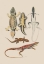 Picture of ANTIQUE LIZARDS IV