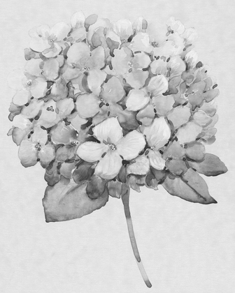 Picture of SILVERTONE FLORAL II