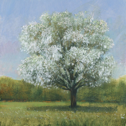 Picture of SPRING BLOSSOM TREE II