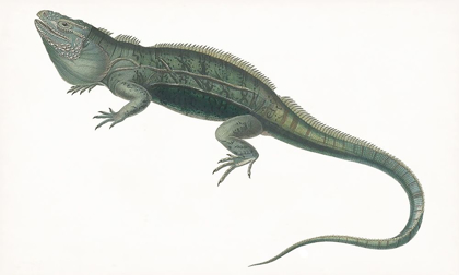 Picture of ANTIQUE IGUANA