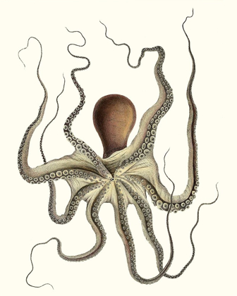 Picture of ANTIQUE OCTOPUS COLLECTION I