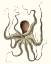 Picture of ANTIQUE OCTOPUS COLLECTION I