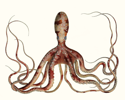 Picture of ANTIQUE OCTOPUS COLLECTION II