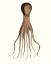 Picture of ANTIQUE OCTOPUS COLLECTION III