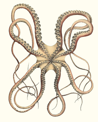 Picture of ANTIQUE OCTOPUS COLLECTION IV