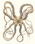 Picture of ANTIQUE OCTOPUS COLLECTION IV