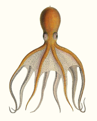 Picture of ANTIQUE OCTOPUS COLLECTION VI