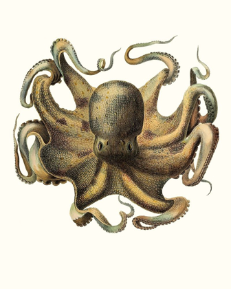 Picture of ANTIQUE OCTOPUS COLLECTION VII