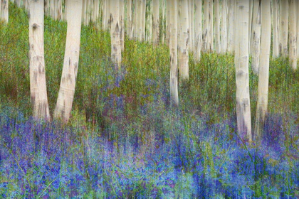 Picture of ASPEN FOREST FLOOR