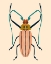 Picture of BEETLE BUG IV