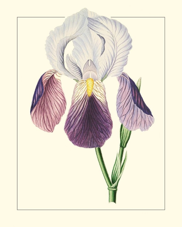 Picture of PURPLE IRISES I