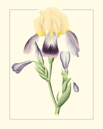 Picture of PURPLE IRISES II