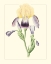 Picture of PURPLE IRISES II