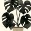 Picture of PLANTLING II