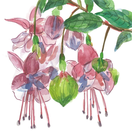 Picture of FUCHSIAS I