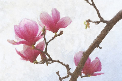 Picture of PAINTED MAGNOLIAS I