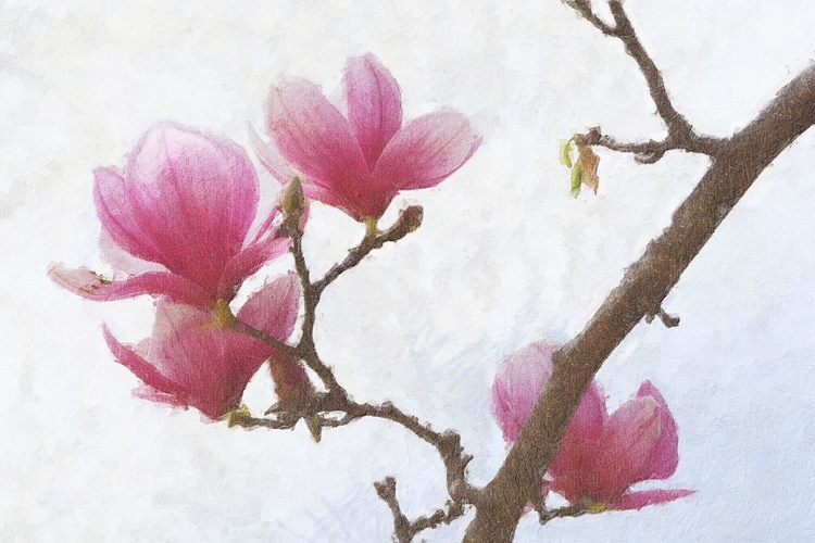 Picture of PAINTED MAGNOLIAS I