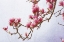 Picture of PAINTED MAGNOLIAS II