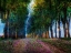 Picture of ROW OF TREES PROVENCE