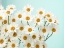 Picture of DAISY LOVE II