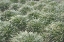 Picture of NATURES TEXTURES III